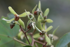 Kydia calycina